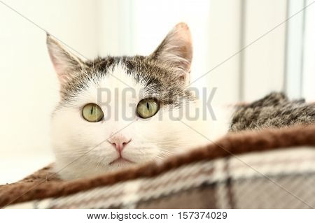 cat lay in catbed close up portriat on window background