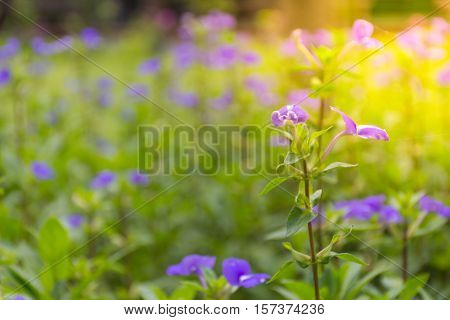 Flower (blue Hawaii)