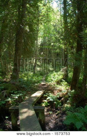 Path In The Woods