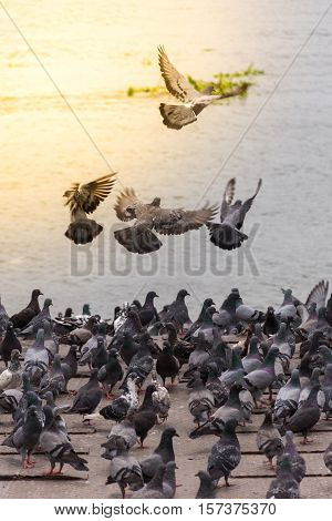 Bird (Pigeon Dove) perched at a port or harbor Chaopraya river side process in soft orange sun light style