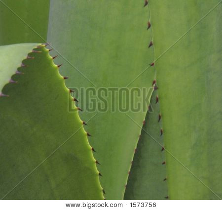 Aloe Ii