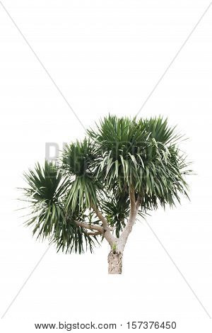 isolated Cycads tree on a white background