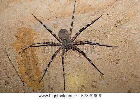 Zebra Spider Viridasius Fasciatus
