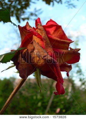 Rose d'automne