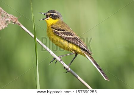 Yellow wagtail (Motacilla flava) on green background