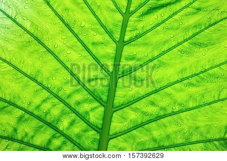 Green ecological concept green leaf close-up with watre rain drops