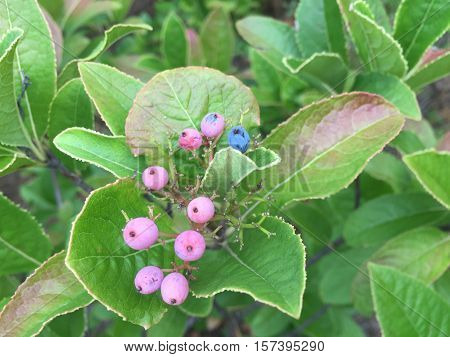 Pink Berries On A Tree In Midatlantic