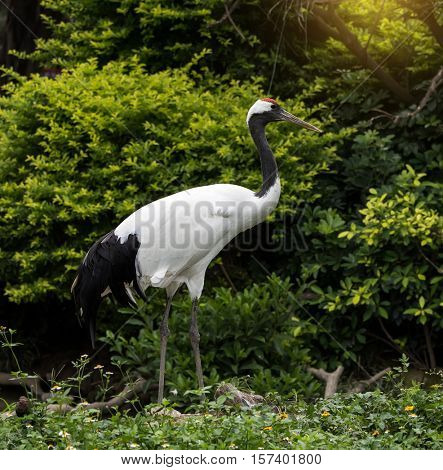Red-Crowned crane