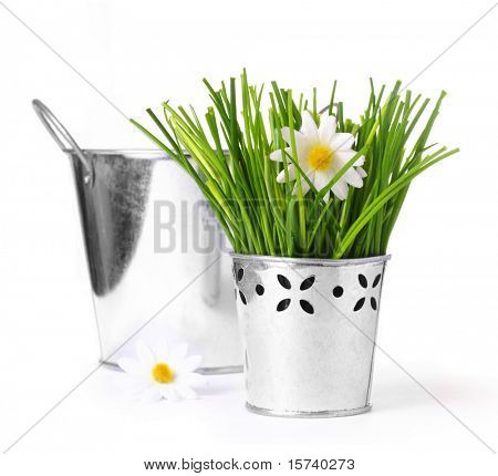 spring flowers growing in aluminum containers on white
