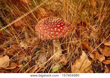 Red Toadstool (Fly Agaric, Amanita muscaria) close up of a poisonous mushroom in the forest