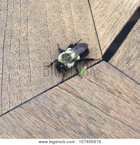 large bee on a wooden table in focus