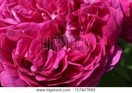 A rose flower with pink petals and yellow midpoints closeup