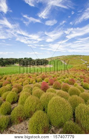 Kochia bushes at Hitachi Seaside Park, Ibaraki, Japan