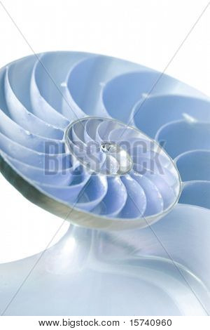Split mezza conchiglia Nautilus, isolato su sfondo bianco