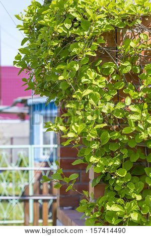 Deciduous vine Chinese Magnolia vine ( lat.Schisandra chinensis ). The veranda garden entangled vine
