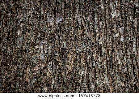 The texture of the old wooden bark