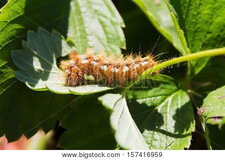 beautiful fluffy caterpillar on strawberry leaves closeup