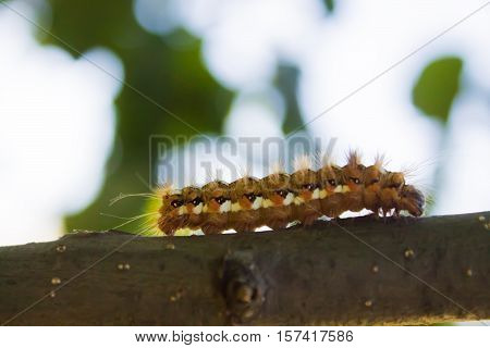 beautiful fluffy bright caterpillar closeup on a branch on blurry background