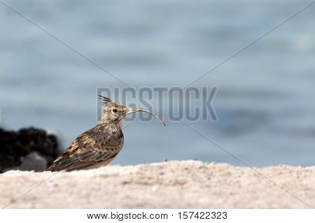 A Crested lark with its deformed beak in a farm in Bahrain