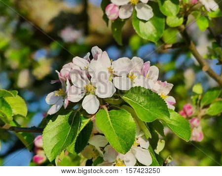 This is an apple tree blooming.