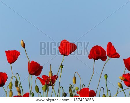 The papaver flowers are shining in spring.