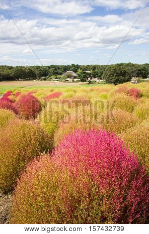 Kochia bushes at Hitachi Seaside Park, Ibaraki, Japan