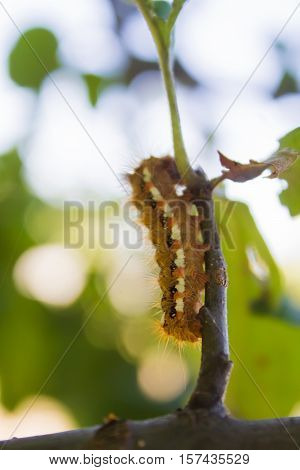 beautiful bright fluffy caterpillar closeup on a branch on blurry background