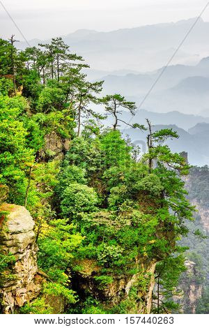 Scenic View Of Trees Growing On Top Of Rock, Avatar Mountains