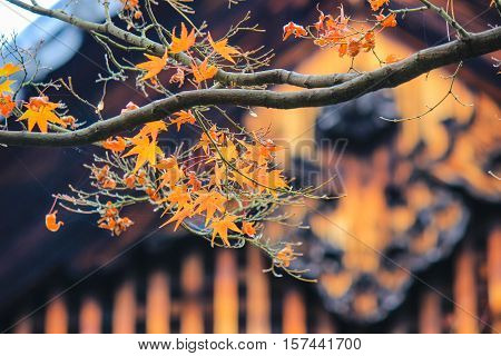 Kotoin Temple in autumn (Norther Kyoto, Japan)