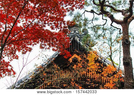 Kotoin Temple in autumn (Norther Kyoto, Japan)