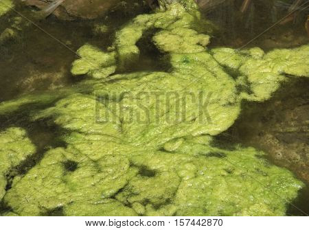 Green Algae Cluster