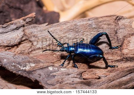 Frog-legged Leaf Beetle – Sagra Buqueti