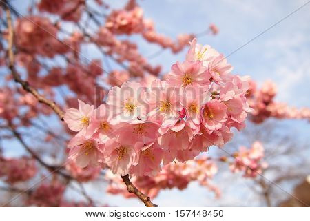 Cherry Blossoms in Olympiapark, Munich, Germany on daytime in summer