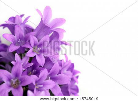 blomster på hvid baggrund