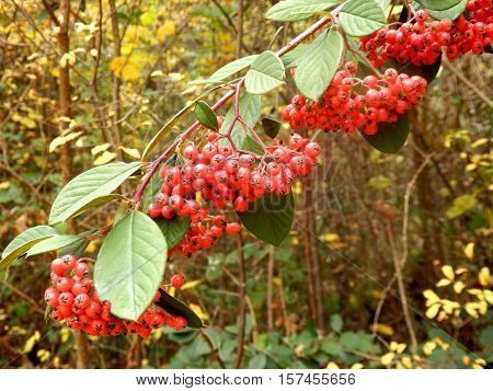 Cotoneaster lacteus (Parney Cotoneaster) festooned with clusters of vibrant red berries