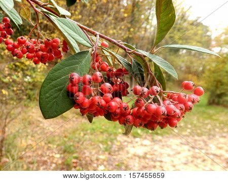 Cotoneaster lacteus (Parney Cotoneaster) festooned with clusters of vibrant red berries