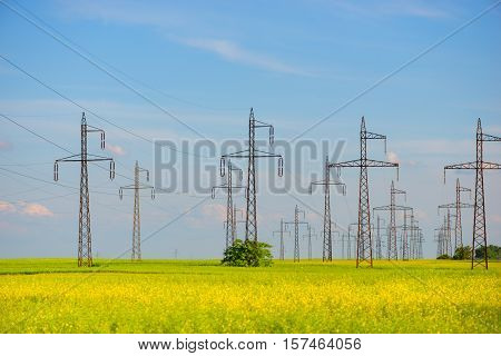 field of rapeseed (brasica napus) and high voltage pole