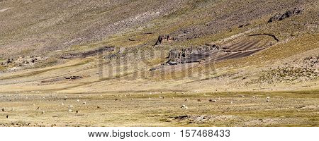 Herds of alpacas at Andes of Peru, en route to Puno from Chivay