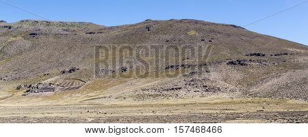 Herds of alpacas at Andes of Peru, en route to Puno from Chivay