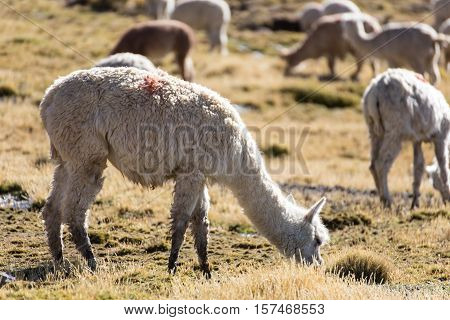 Herd of alpacas at Andes of Peru, en route to Puno