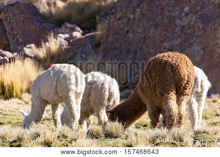 Herd of alpacas at Andes of Peru, en route to Puno