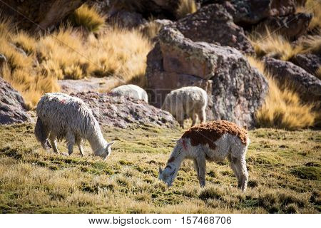 Herd of alpacas at Andes of Peru, en route to Puno