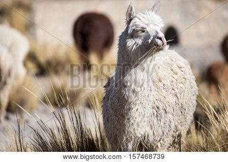 Herd of alpacas at Andes of Peru, en route to Puno
