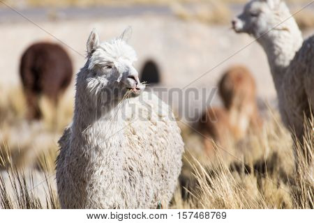 Herd of alpacas at Andes of Peru, en route to Puno