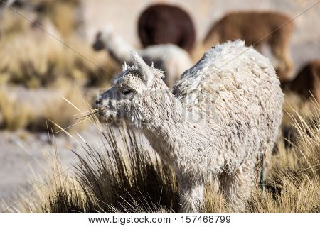 Herd of alpacas at Andes of Peru, en route to Puno