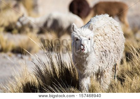 Herd of alpacas at Andes of Peru, en route to Puno