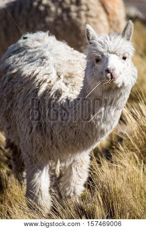 Herd of alpacas at Andes of Peru, en route to Puno