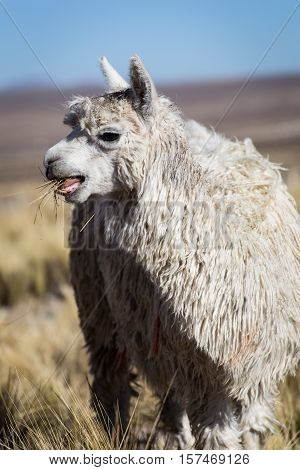 Herd of alpacas at Andes of Peru, en route to Puno