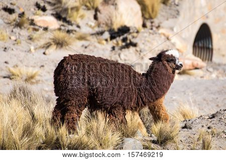 Herd of alpacas at Andes of Peru, en route to Puno