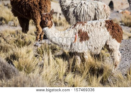 Herd of alpacas at Andes of Peru, en route to Puno